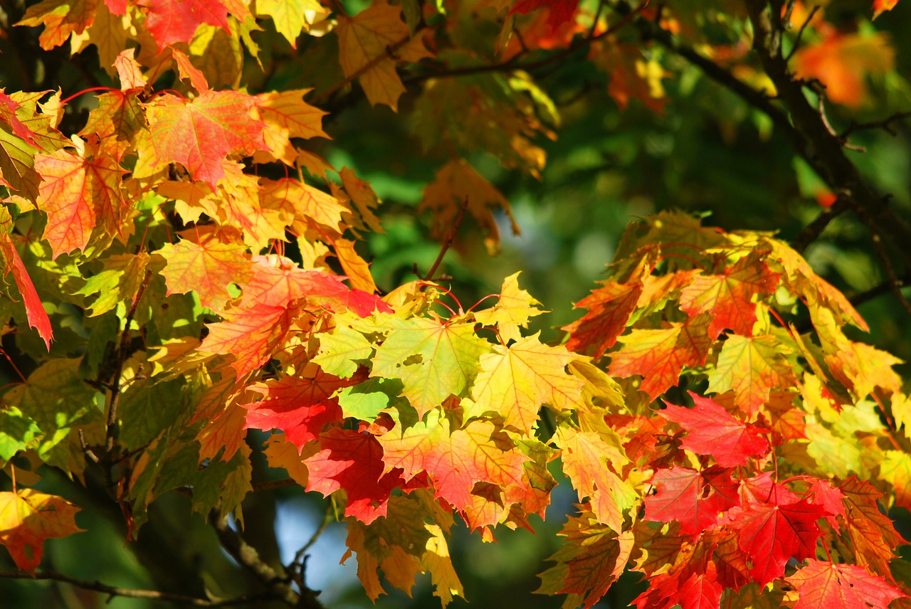 fall, tree, leaves-209479.jpg